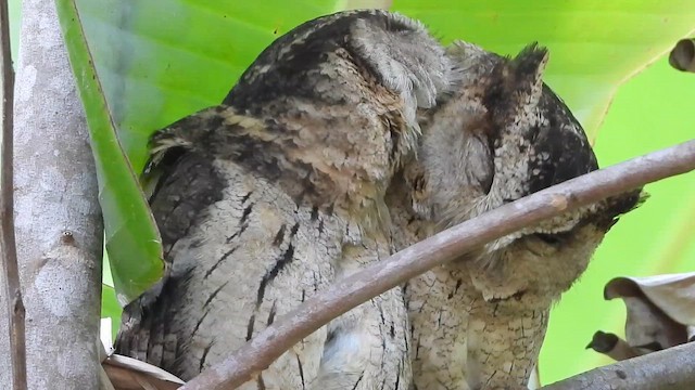 výreček indický - ML647454415