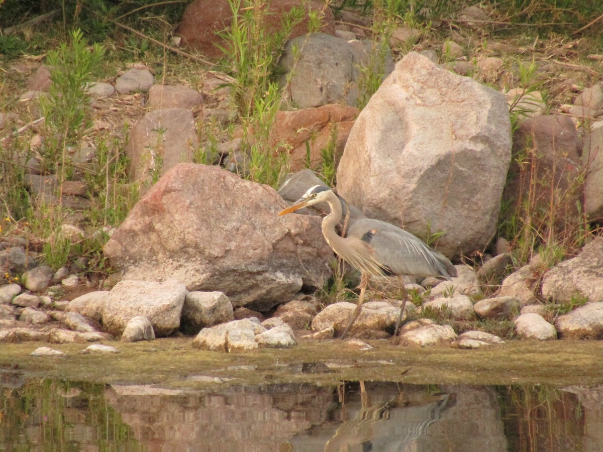Great Blue Heron - ML647454416