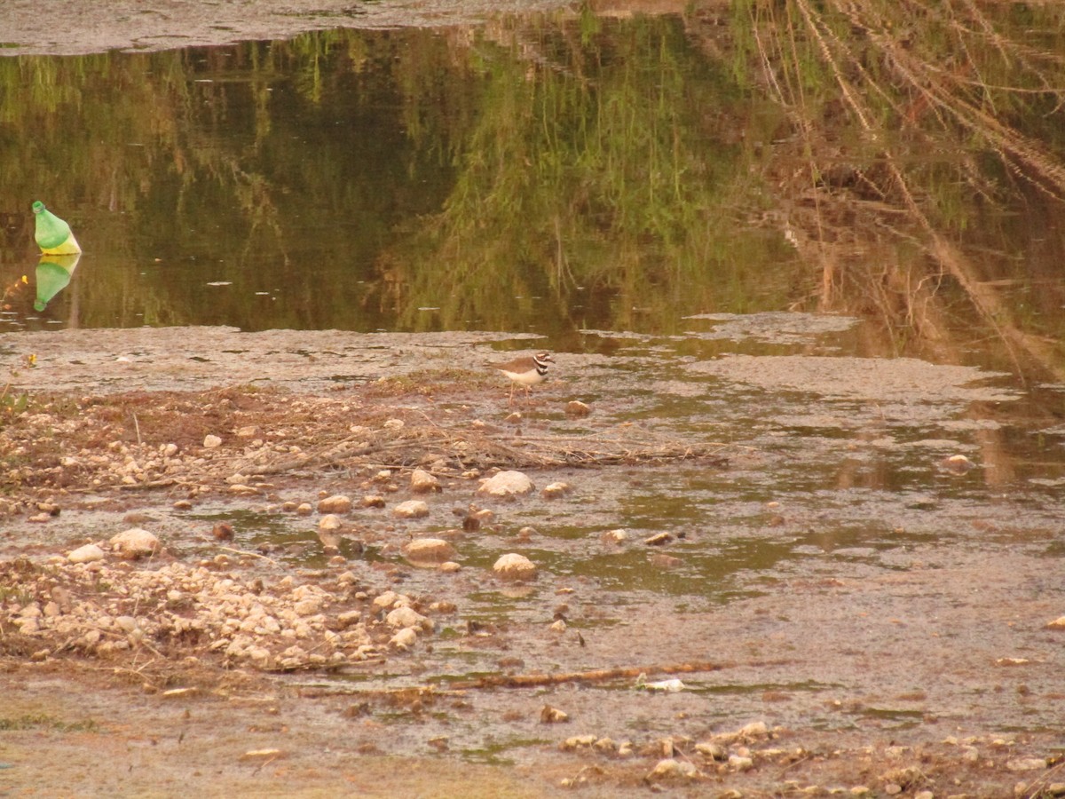 Killdeer - ML647454418