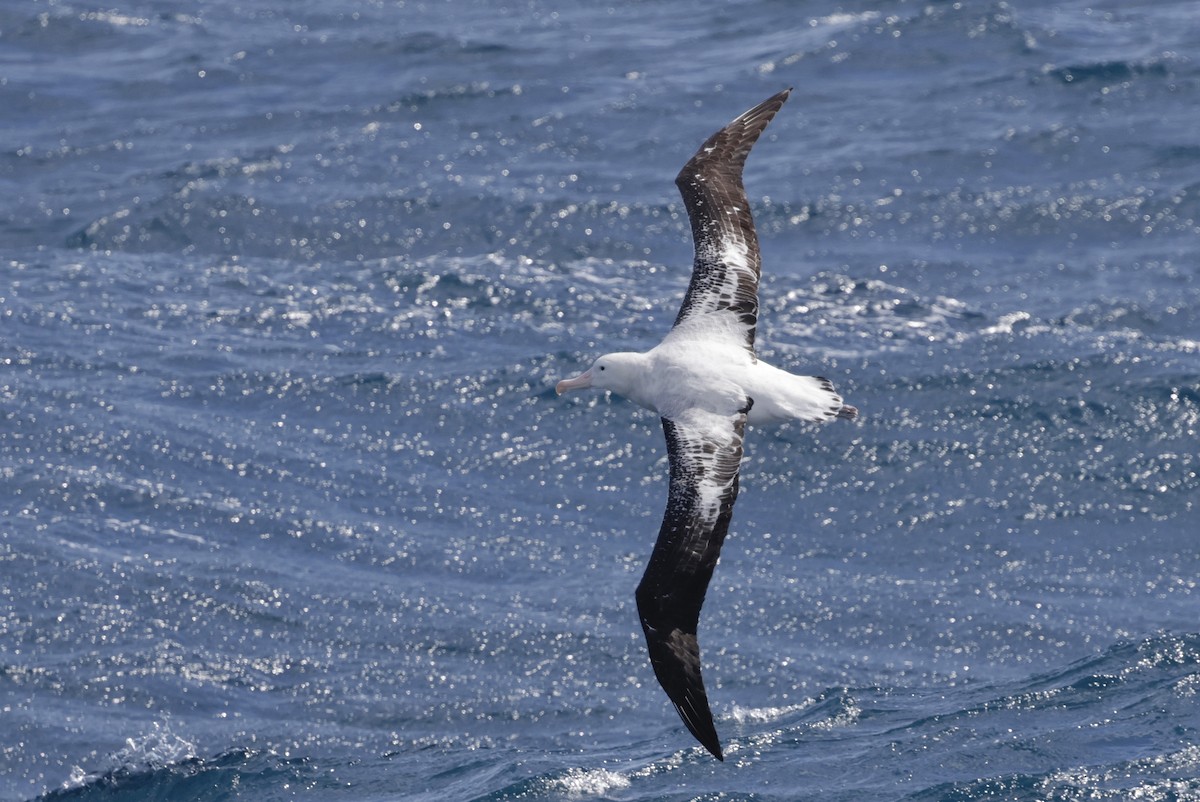 Antipodean Albatross (Gibson's) - ML647454422