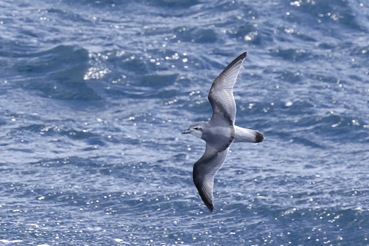 buřňák holubí - ML647454431