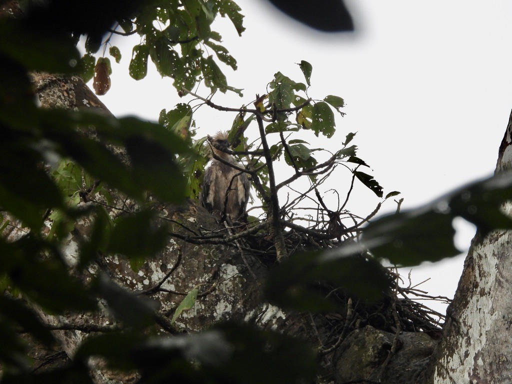 Harpy Eagle - ML647454434