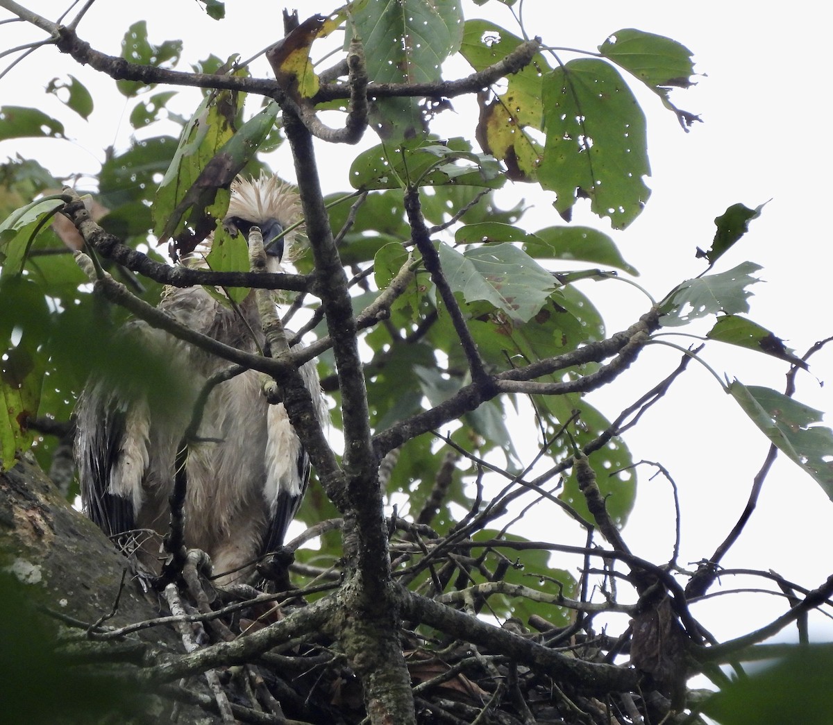 Harpy Eagle - ML647454436