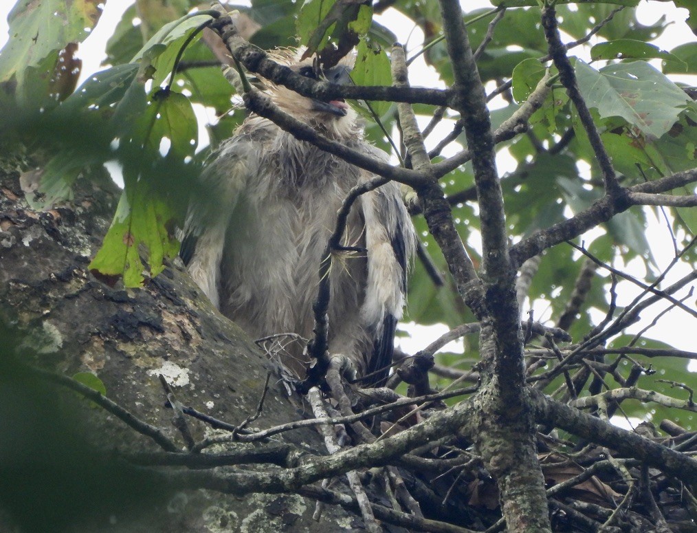 Harpy Eagle - ML647454443