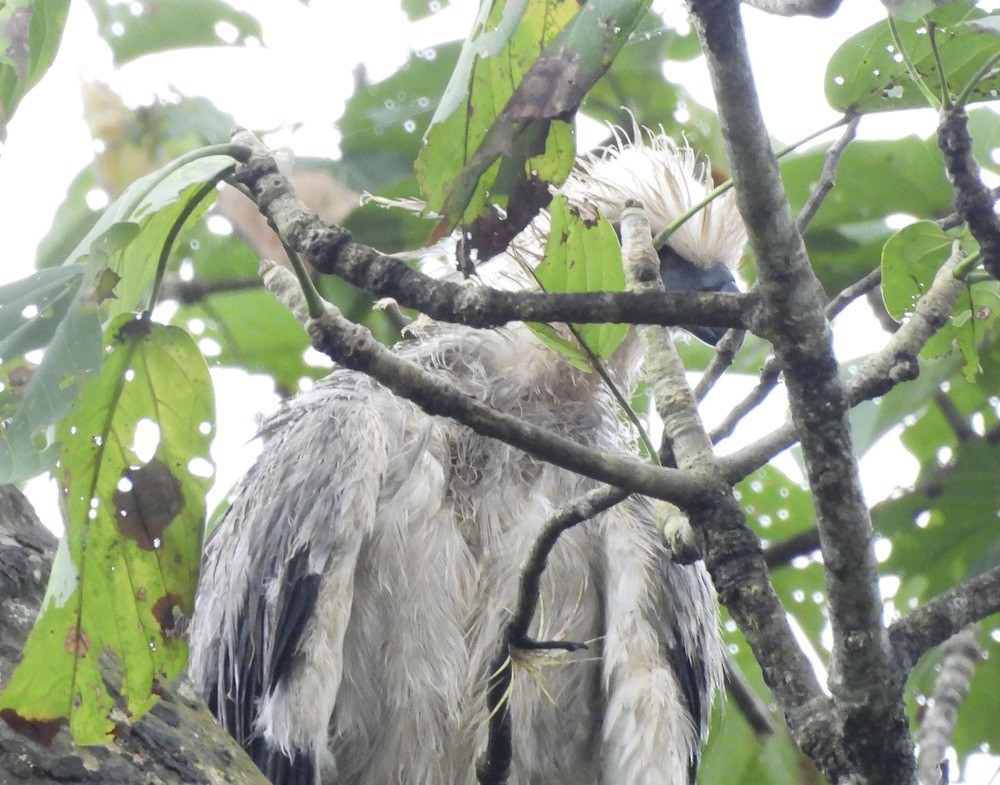 Harpy Eagle - ML647454444