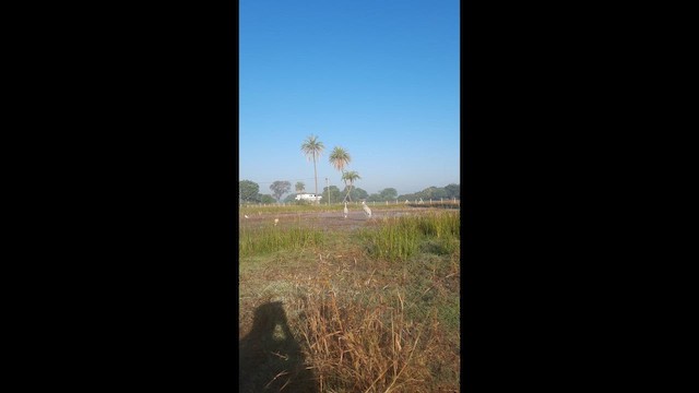 jeřáb Antigonin - ML647454446