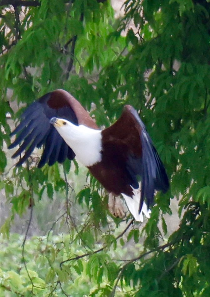 flodørn - ML647454450