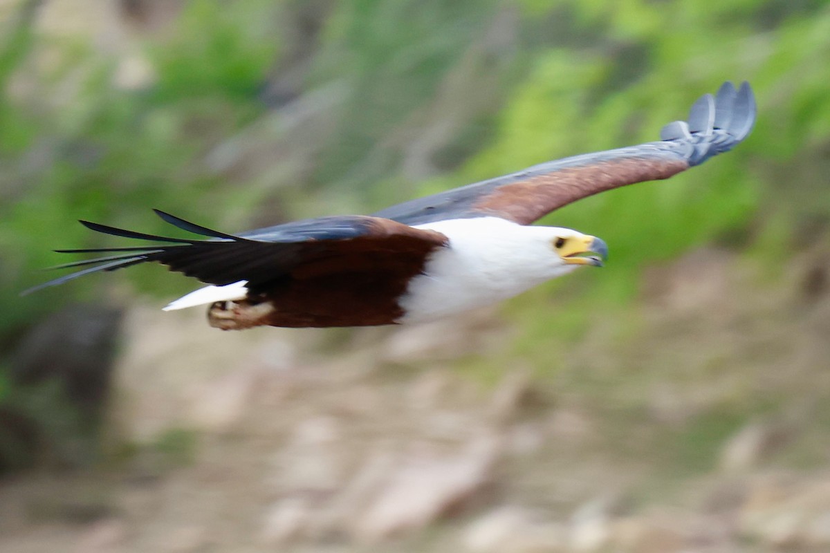 flodørn - ML647454451