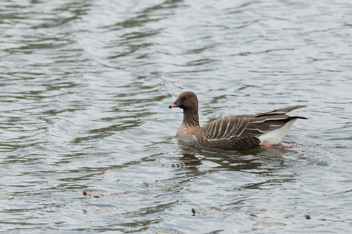 コザクラバシガン - ML647454455