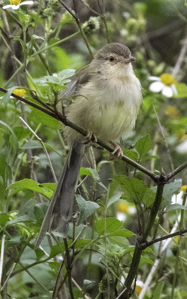 アジアマミハウチワドリ - ML647454456