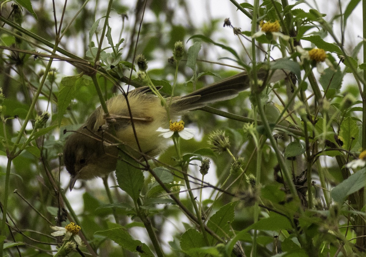 アジアマミハウチワドリ - ML647454457