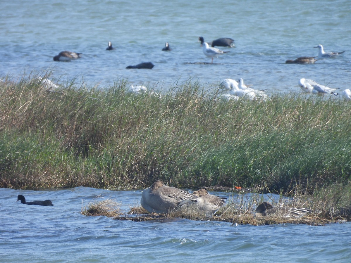 ヒシクイ - ML647454458