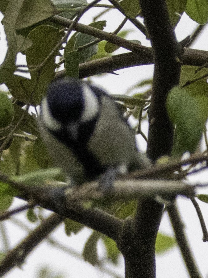 シジュウカラ - ML647454461