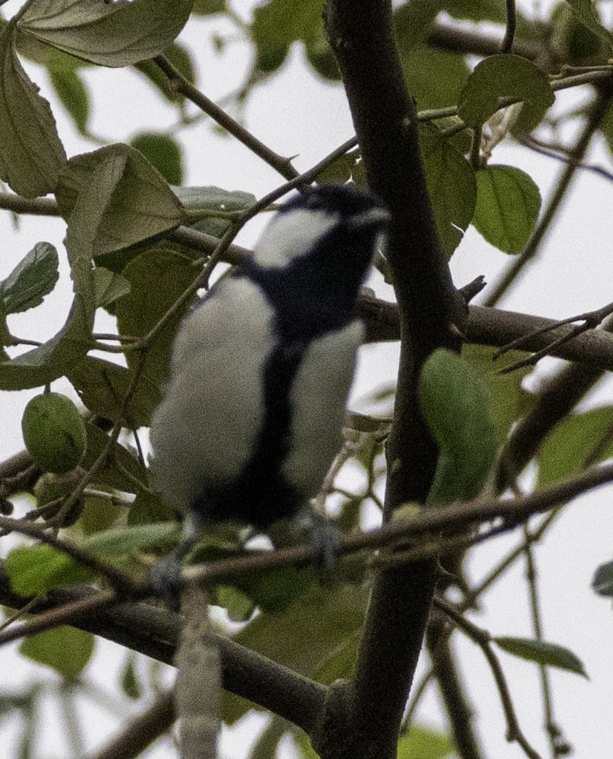 シジュウカラ - ML647454462