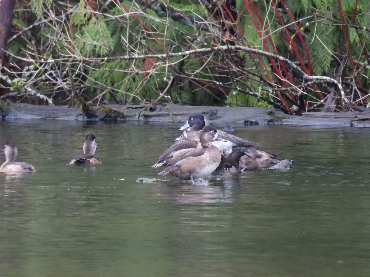 クビワキンクロ - ML647454465