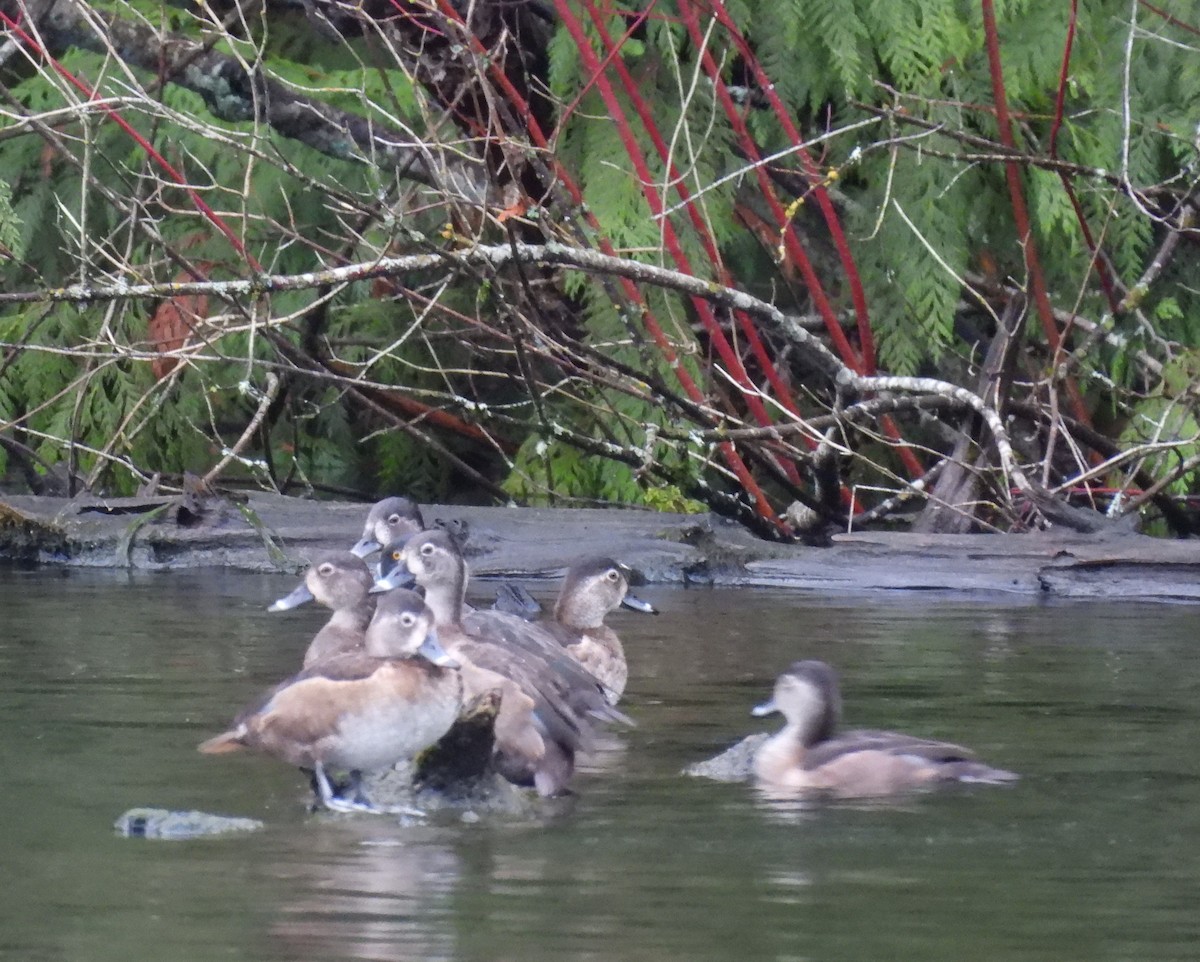 クビワキンクロ - ML647454467