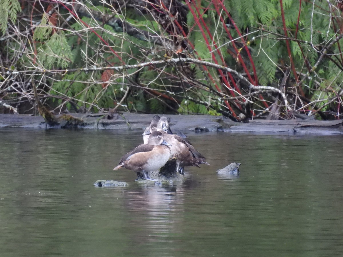 クビワキンクロ - ML647454468