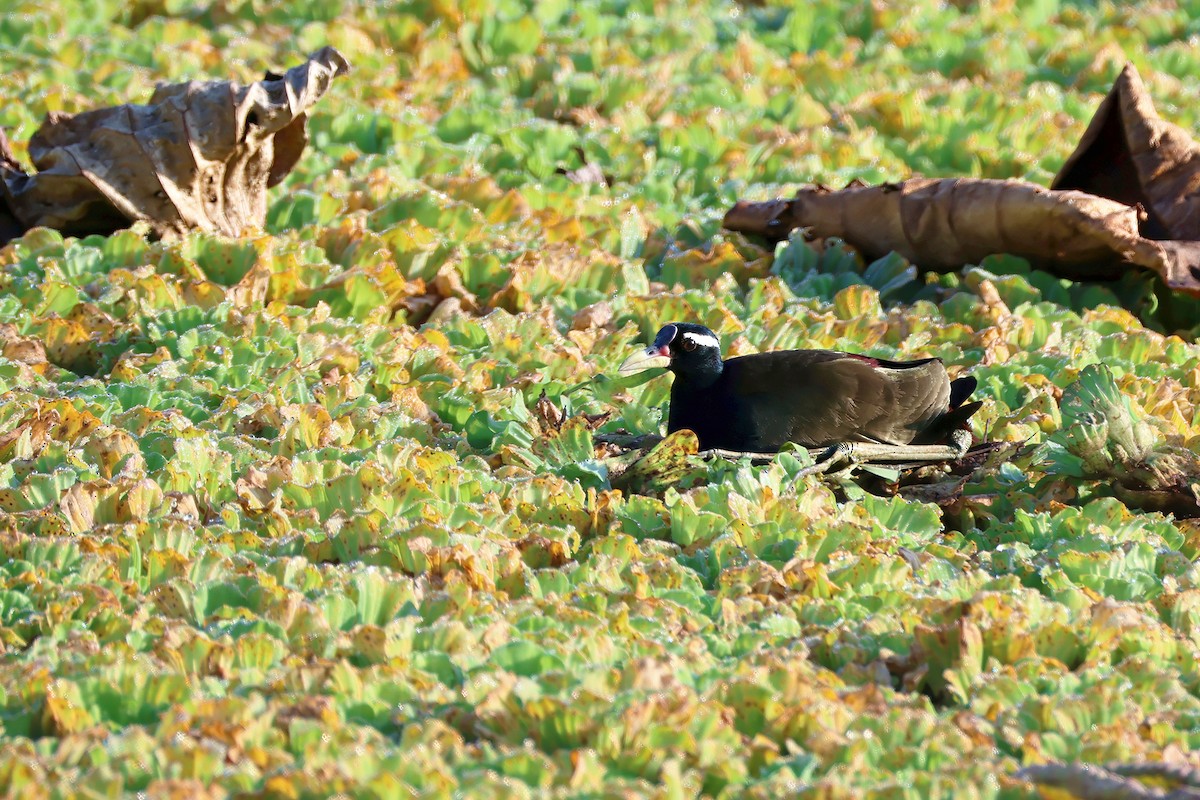 アジアレンカク - ML647454471