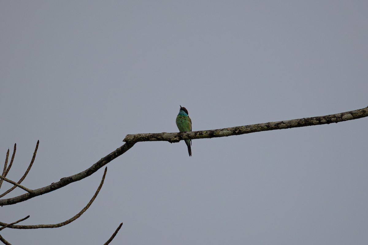 ルリノドハチクイ - ML647454472