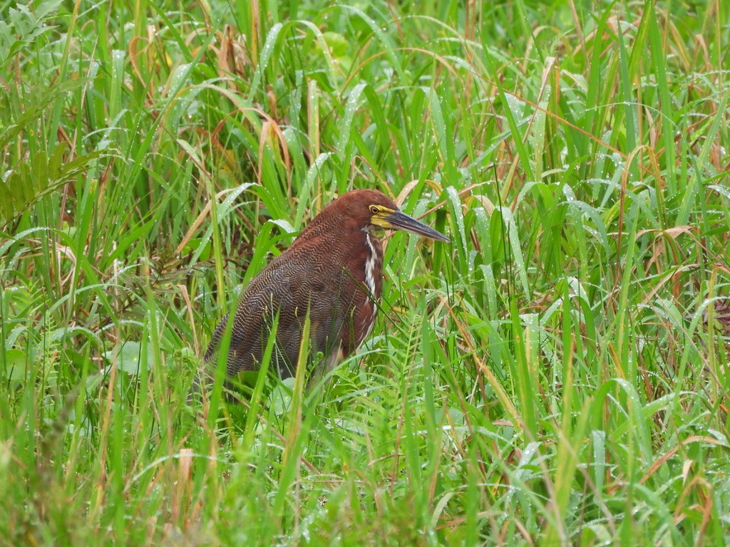 トラフサギ - ML647454474