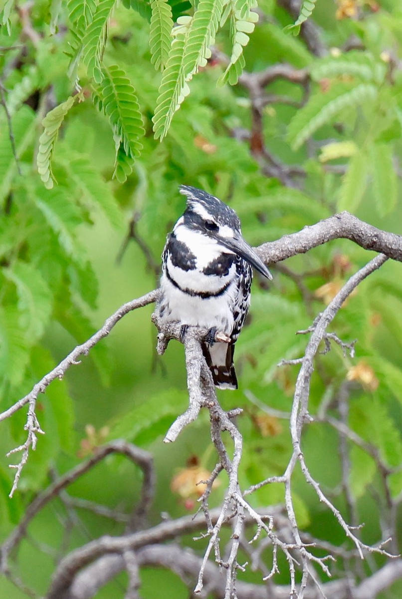 ヒメヤマセミ - ML647454475