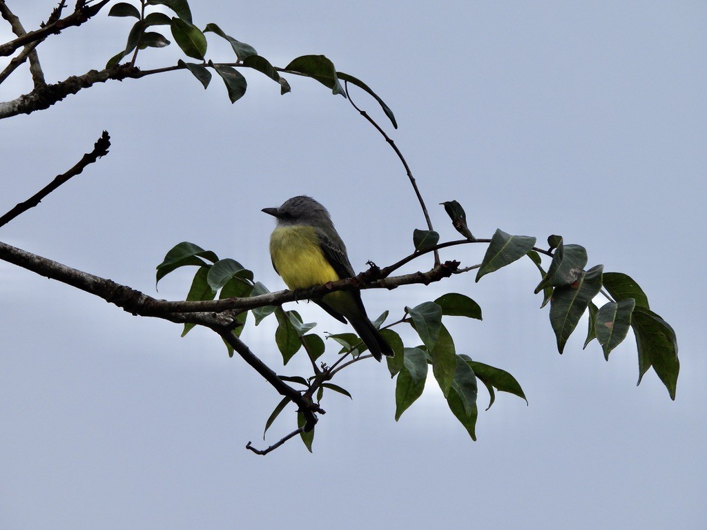 オリーブタイランチョウ - ML647454476