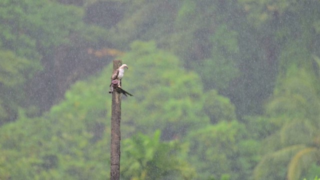 インドクマタカ - ML647454477