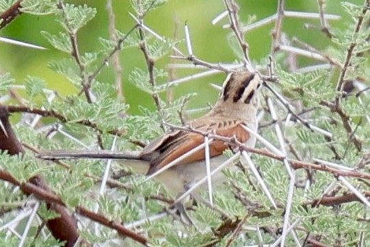 チャガシラヤブモズ - ML647454479