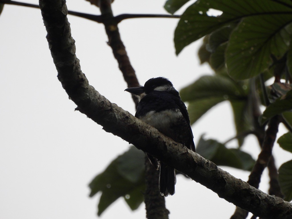 ムナグロオオガシラ - ML647454480