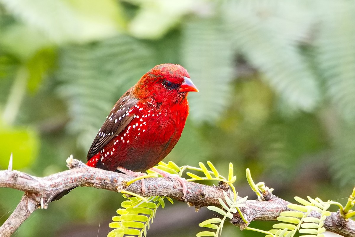 ベニスズメ - ML647454481