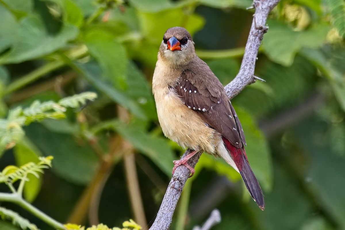 ベニスズメ - ML647454482