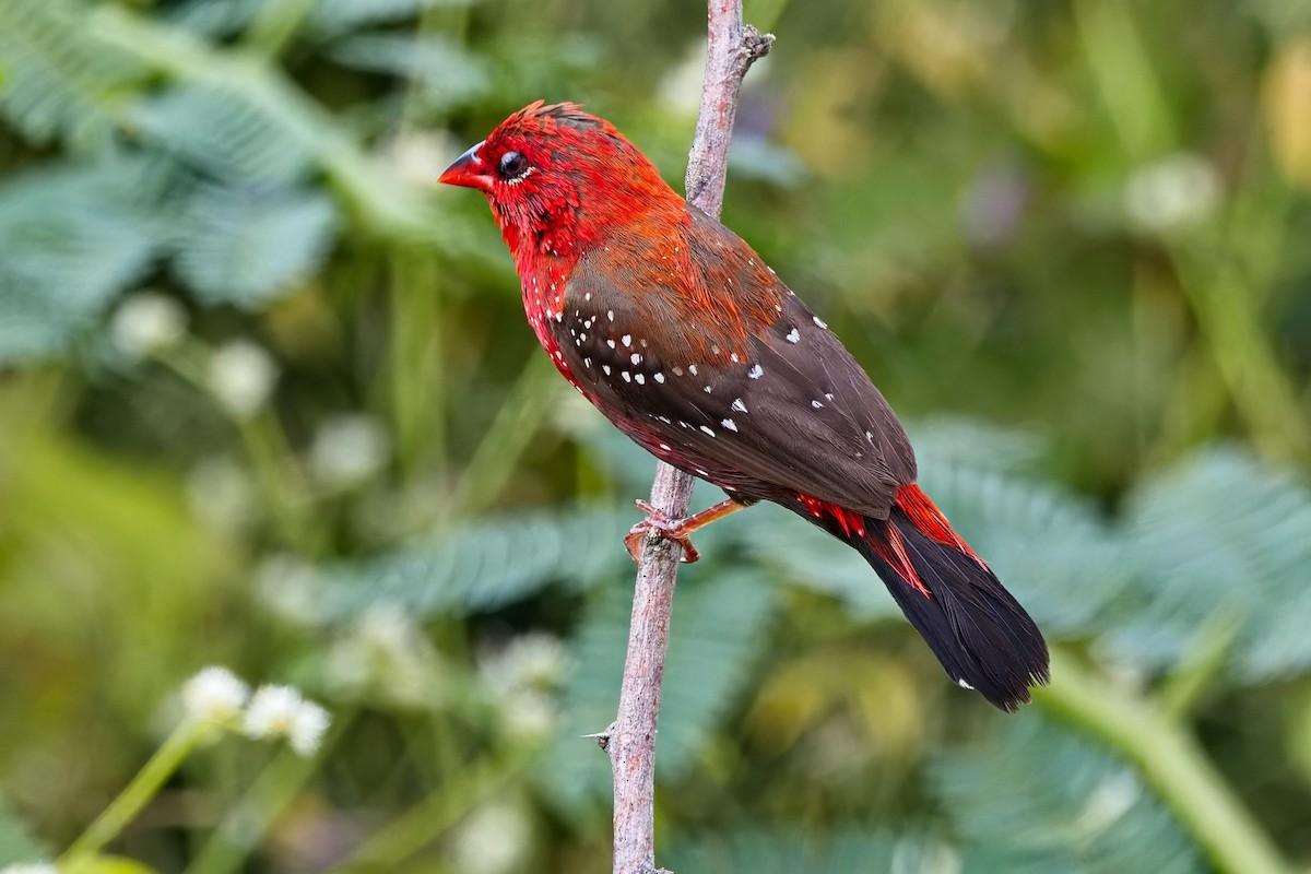 ベニスズメ - ML647454483