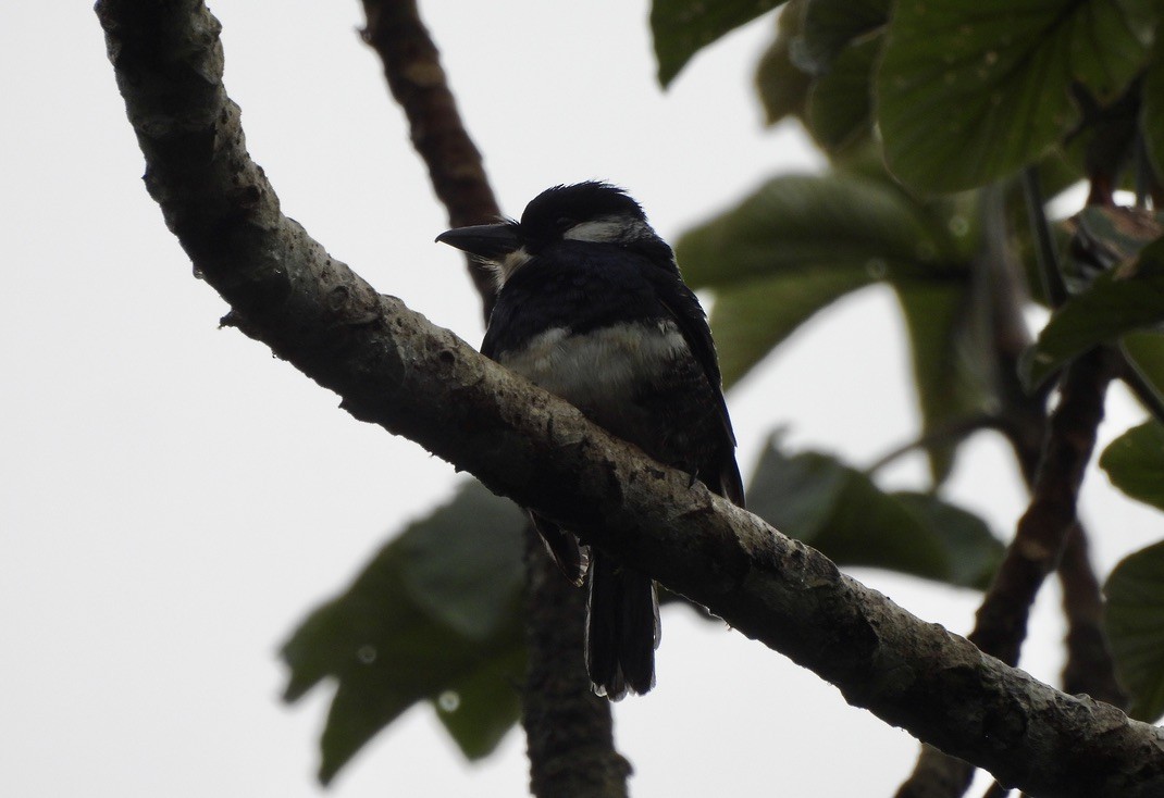 ムナグロオオガシラ - ML647454484