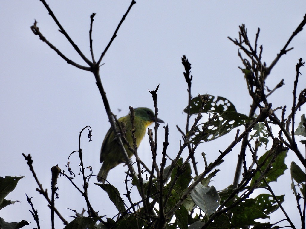 ミドリモズ - ML647454485