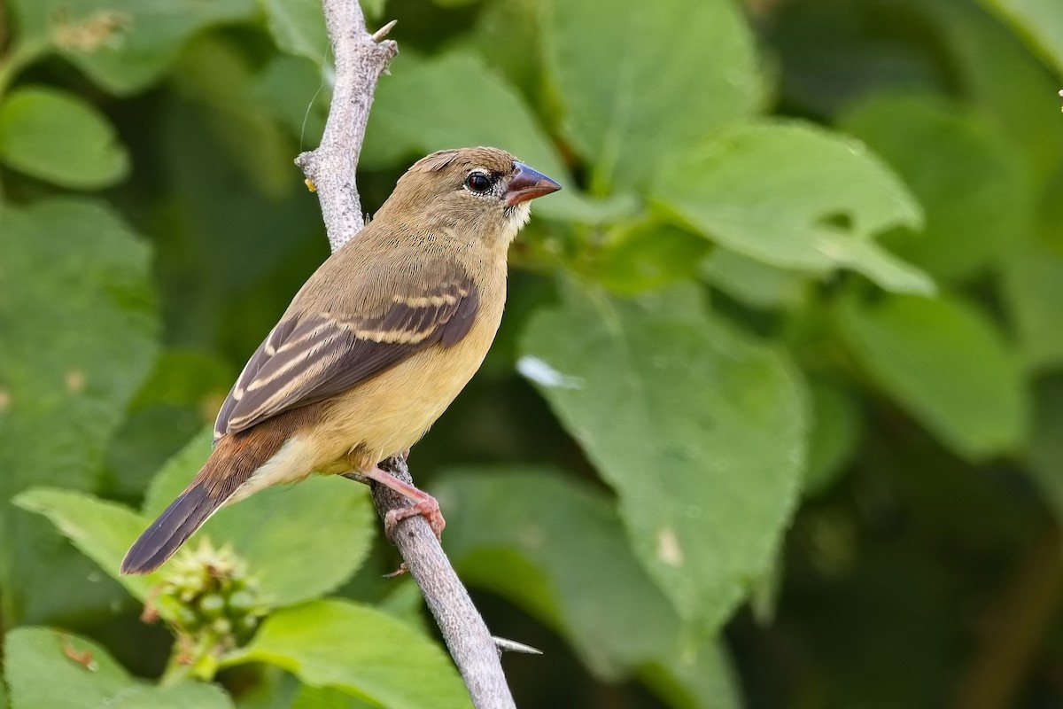 ベニスズメ - ML647454486