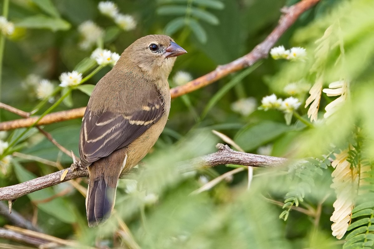 ベニスズメ - ML647454487