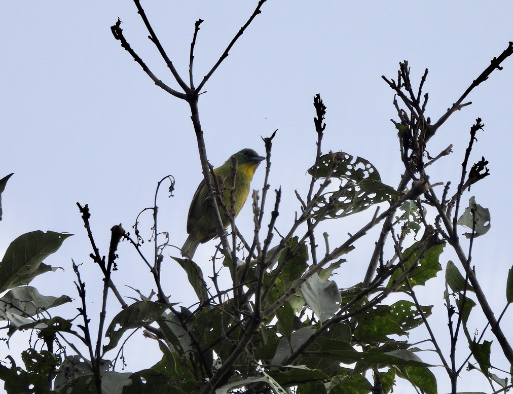 ミドリモズ - ML647454488