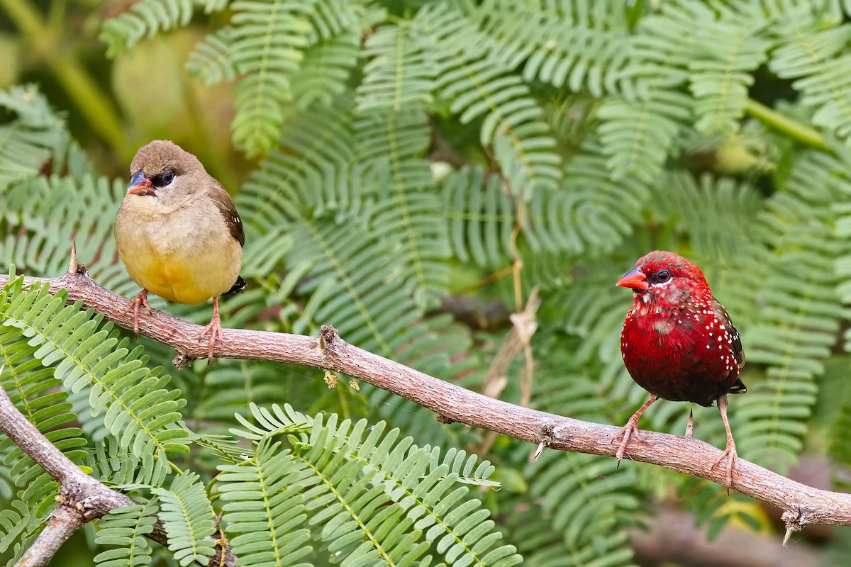 ベニスズメ - ML647454489