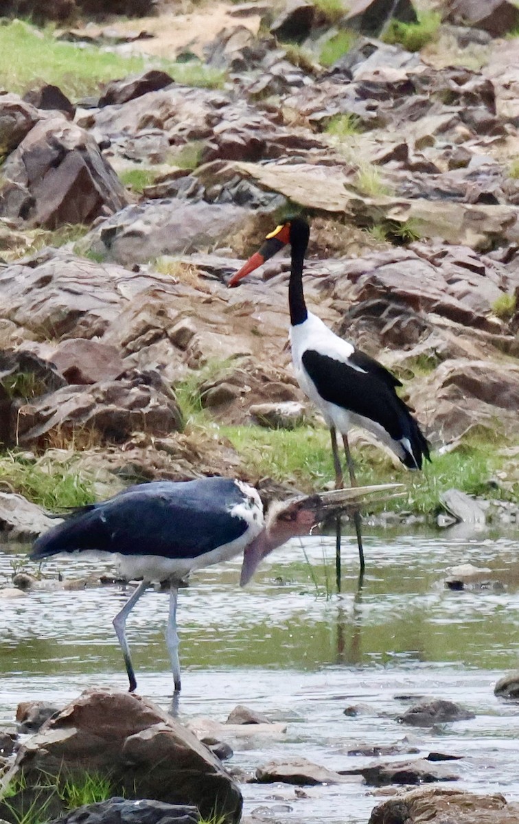 Африканский седлоклюв - ML647454500