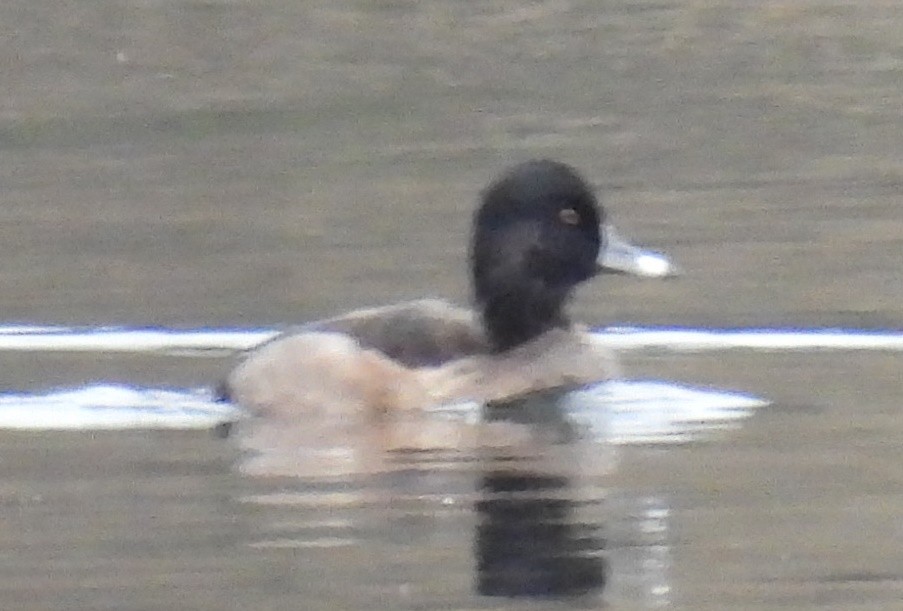 Aythya sp. - ML647454502