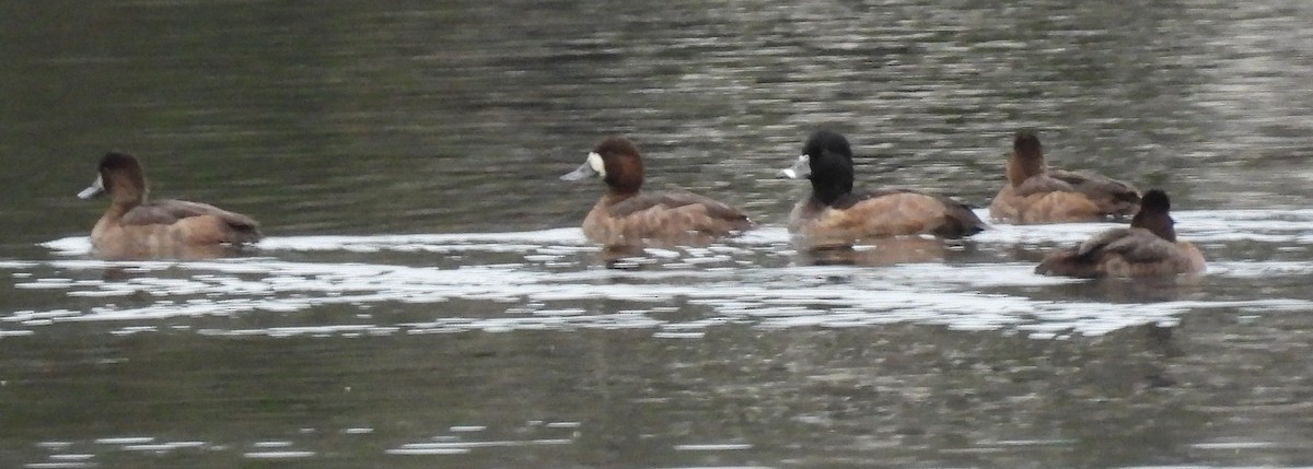 Aythya sp. - ML647454505