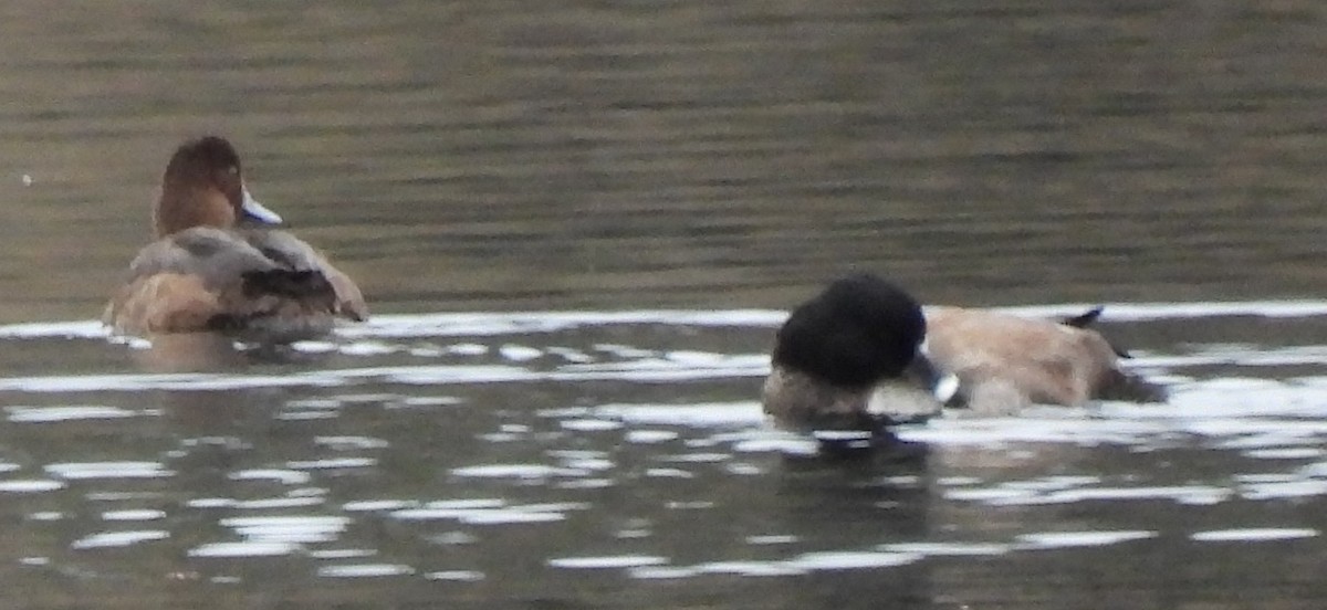 Aythya sp. - ML647454506