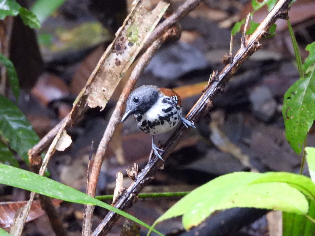 Пятнистая муравьеловка - ML647454507