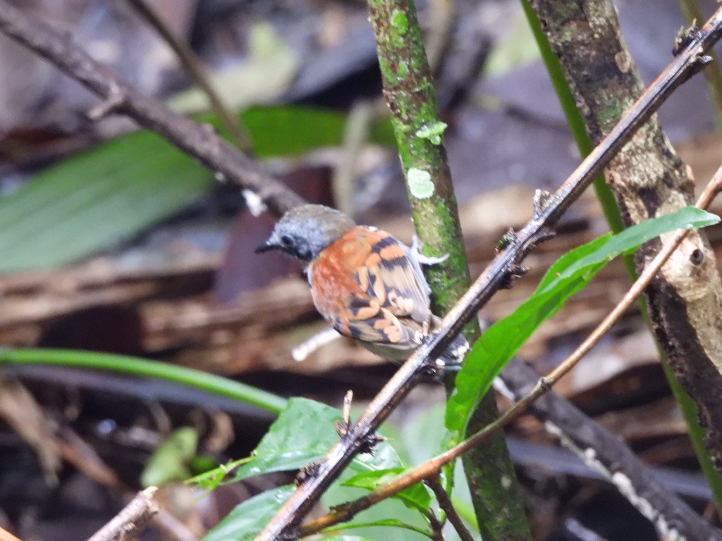 Пятнистая муравьеловка - ML647454508