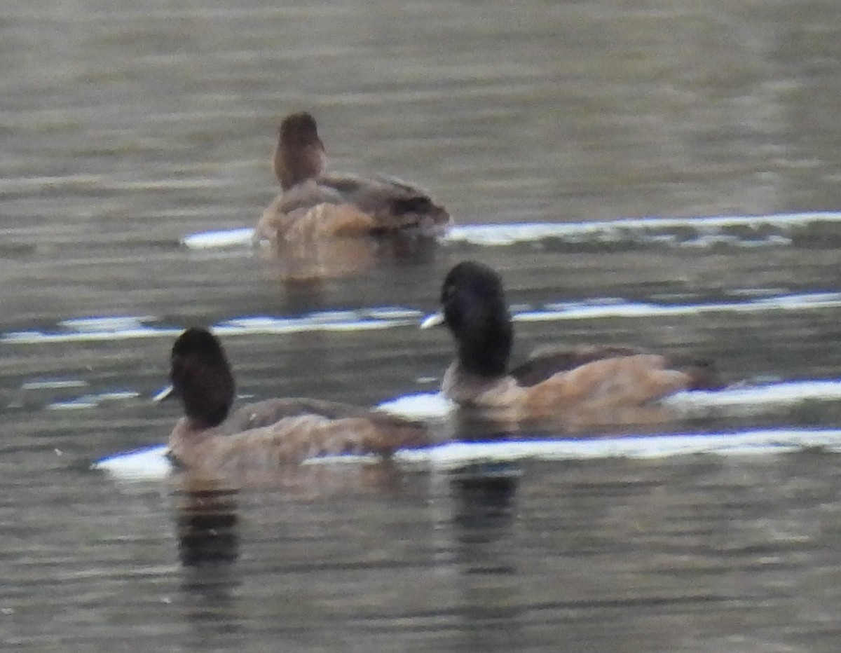 Aythya sp. - ML647454509