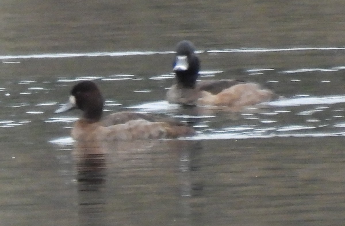 Aythya sp. - ML647454510