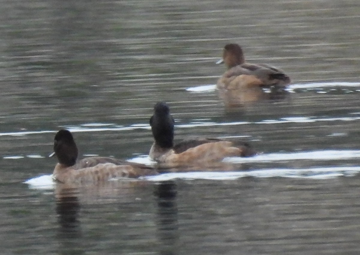 Aythya sp. - ML647454511