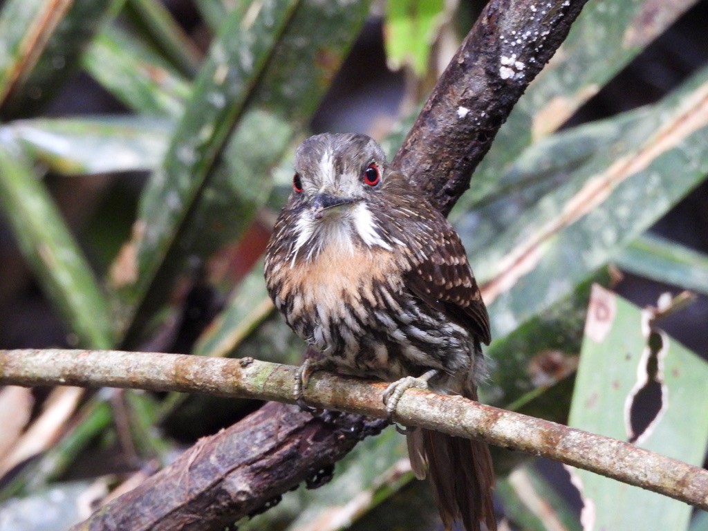 Белоусая пуховка - ML647454512