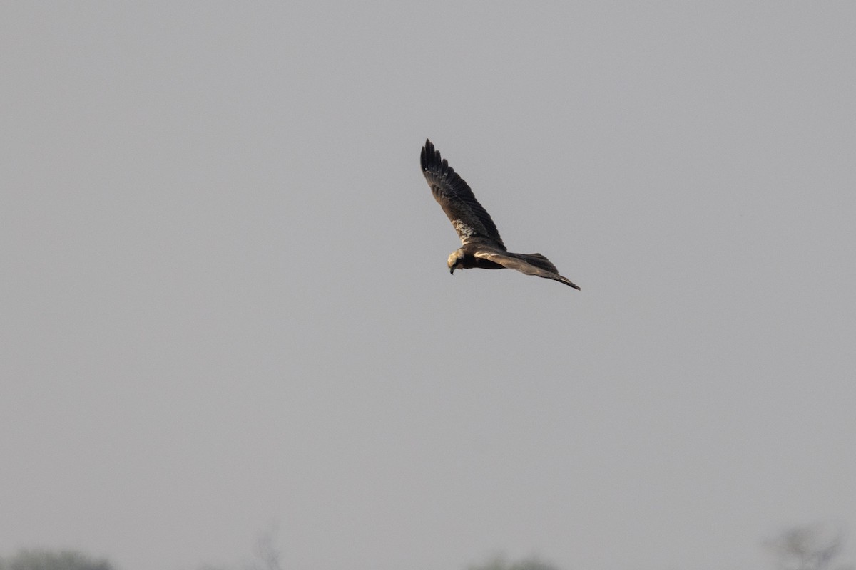 Болотный лунь - ML647454513