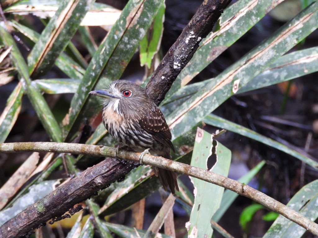 Белоусая пуховка - ML647454515